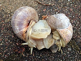 蝸牛,殼,配對