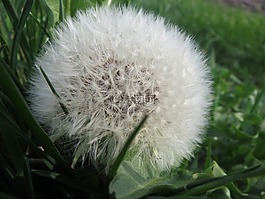 蒲公英教派 ruderalia,蒲公英,野花