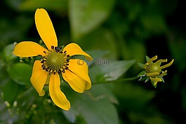 花,盛開,黃色