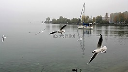 早上,湖,黎明