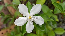 赛义德佛罗里达,pud,白色的花