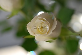 玫瑰,花卉,白玫瑰