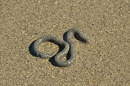 砂,海灘,蠕蟲