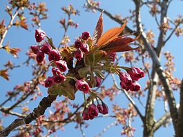 樱桃,日本樱花,山樱桃