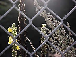 篱笆,mulleins,护栏网