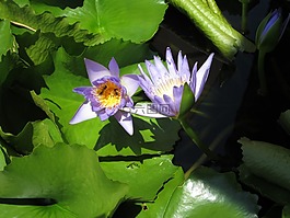 陰影,花,顏色