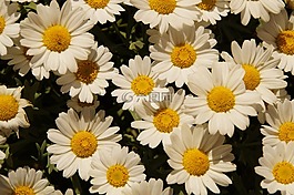 雛菊,margheriten,鮮花