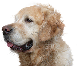 金毛獵犬,狗,孤立