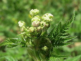 峨,牛歐芹,野生圍