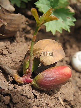 夏櫟,英國橡木,有花序梗橡木