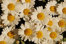 margheriten,雛菊,鮮花