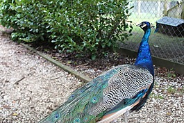 孔雀,藍(lán)色,美麗