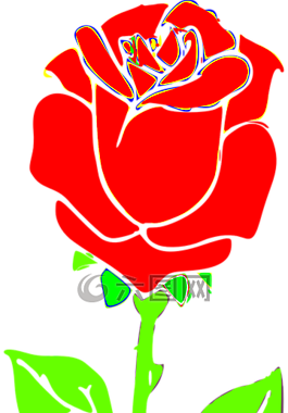 玫瑰,花,開(kāi)花
