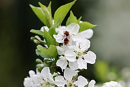 櫻桃,鮮花,盛開