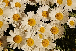 margheriten,雛菊,鮮花
