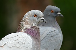 鴿子,鳥,動物區(qū)系