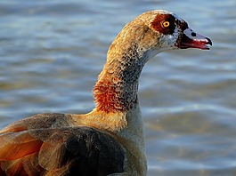 鵝,水禽,鳥