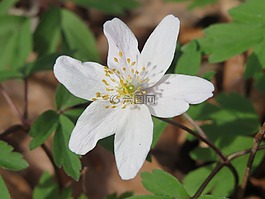 银莲花 nemorosa,木材银莲花,白头翁