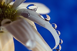 性質(zhì),顏色,花卉