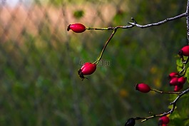 玫瑰果,紅色,顏色