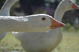 鵝,鳥,白