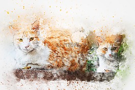 貓,基蒂,動物