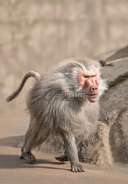 狒狒,猴子,動(dòng)物園