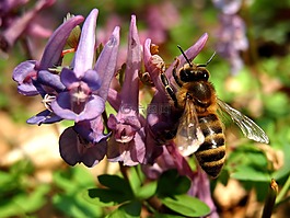 蜜蜂,花,性質