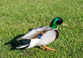 鴨,動(dòng)物,鳥