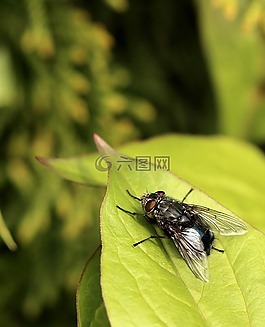 木柵,特寫(xiě),昆蟲(chóng)