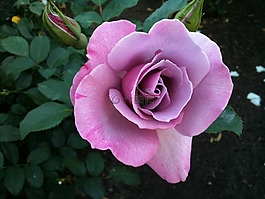 紫色,玫瑰,水華