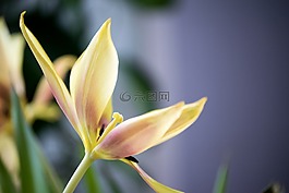 郁金香,粉彩,överblommad