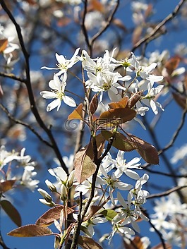 amelanchier,桤蟾,花白色