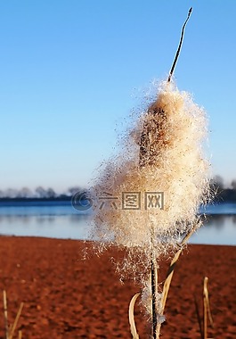 蘆葦,性質,里德