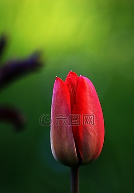 郁金香,花,紅色