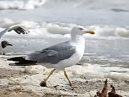 海鷗,海,假日
