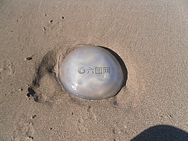 海蜇,海灘,砂