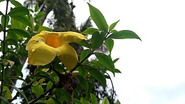 喀拉拉邦,黃色,花