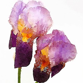 花,植物區(qū)系,自然