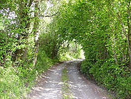 巷,樹(shù),綠色