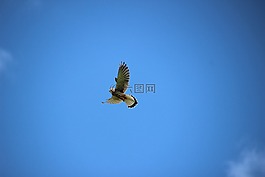 氣息,飛行,鳥