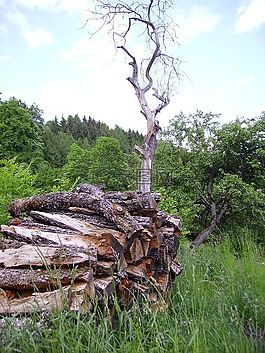 holzstapel,樹,木