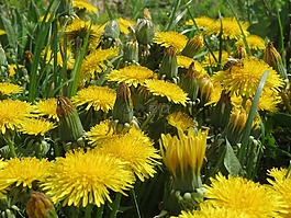 蒲公英教派 ruderalia,蒲公英,野花