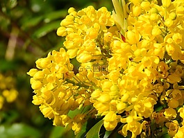開花,春天,性質(zhì)