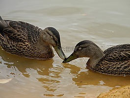 鴨子,動物,羽毛
