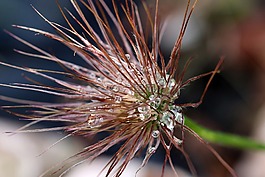sasanka,花序,春
