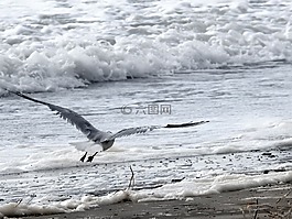 海鷗,海洋,鳥(niǎo)