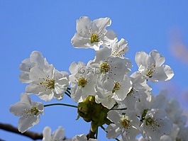 開花,春天,性質(zhì)