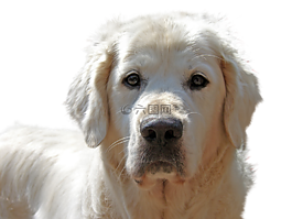 金毛獵犬,孤立,狗