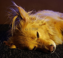 狗,寵物,動物